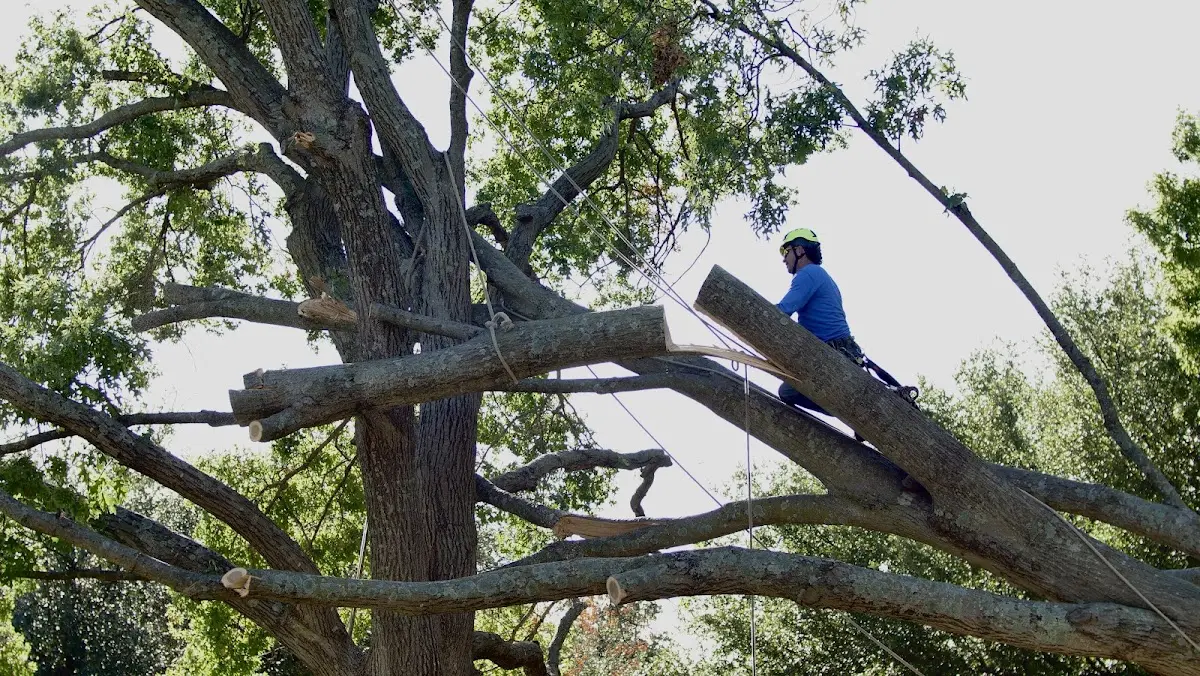 Professional Crown Thinning performed by certified arborists in Yukon